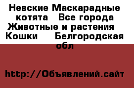 Невские Маскарадные котята - Все города Животные и растения » Кошки   . Белгородская обл.